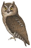 Banggai Scops Owl Illustration