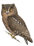 Sula Scops Owl Illustration