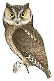 Sangihe Scops Owl Illustration