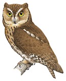 Mantanani Scops Owl Illustration