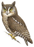 Moluccan Scops Owl Illustration