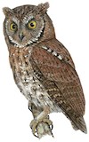 Rinjani Scops Owl Illustration