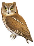 Wetar Scops Owl Illustration