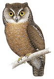 Biak Scops Owl Illustration