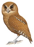 Palau Scops Owl Illustration