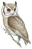 Northern White-faced Owl Illustration