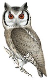 Southern White-faced Owl Illustration