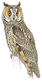 Long-eared Owl Illustration