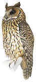 Madagascar Owl Illustration