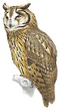 Striped Owl Illustration