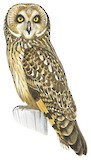 Short-eared Owl Illustration