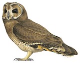 Marsh Owl Illustration