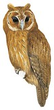 Jamaican Owl Illustration