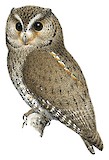 Flammulated Owl Illustration