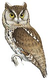 Western Screech Owl Illustration