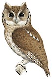 Balsas Screech Owl Illustration