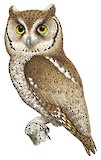 Pacific Screech Owl Illustration