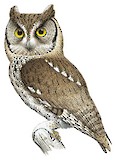 Eastern Screech Owl Illustration