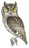 Whiskered Screech Owl Illustration