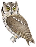 Tropical Screech Owl Illustration