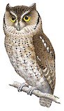 West Peruvian Screech Owl Illustration