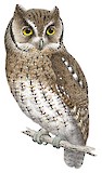 Koepcke's Screech Owl Illustration