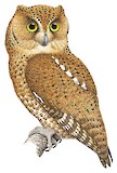 Bare-shanked Screech Owl Illustration