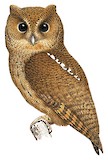 Rufescent Screech Owl Illustration