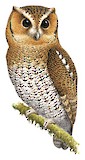 Cloud-forest Screech Owl Illustration