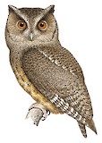 Tawny-bellied Screech Owl Illustration