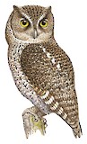 Middle American Screech Owl Illustration