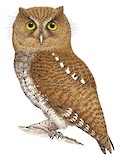 Foothill Screech Owl Illustration