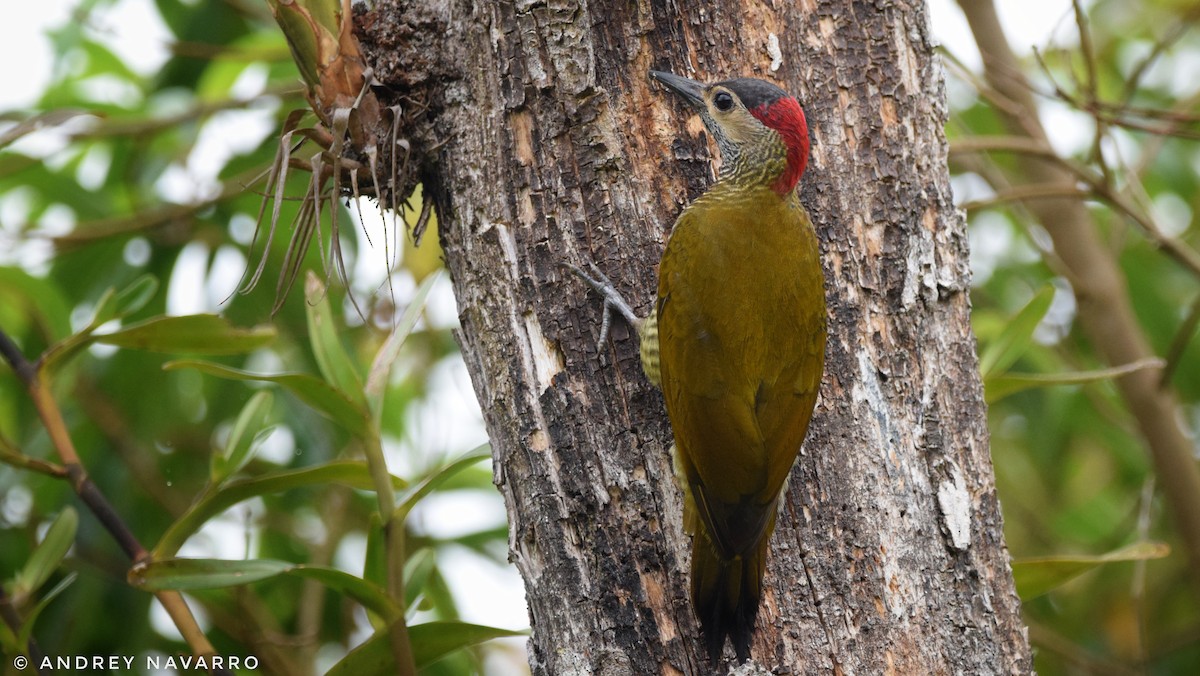 Golden-olive Woodpecker - Andrey Navarro Brenes