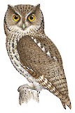 Yungas Screech Owl Illustration