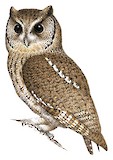 Black-capped Screech Owl Illustration