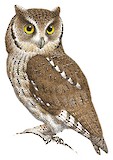 Long-tufted Screech Owl Illustration