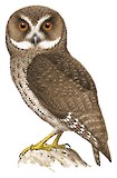 Puerto Rican Owl Illustration