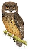 White-throated Screech Owl Illustration