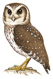 Bare-legged Owl Illustration