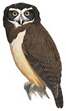 Spectacled Owl Illustration