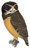 Tawny-browed Owl Illustration