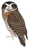 Band-bellied Owl Illustration