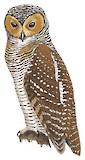 Spotted Wood Owl Illustration