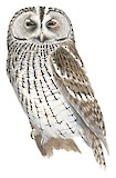 Tawny Owl Illustration