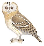 Desert Owl Illustration