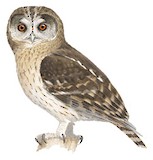 Omani Owl Illustration