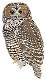 Spotted Owl Illustration