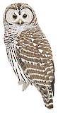 Barred Owl Illustration