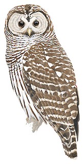 Illustration of  - Barred Owl (varia)