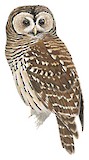 Fulvous Owl Illustration